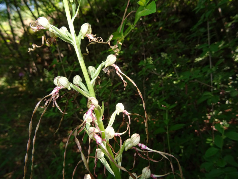 Himantoglossum adriaticum - Rovereto (TN)